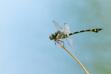 Su mavisi arka planda izole edilmiş bir çubuğa tüneyen Yusufçuk Böceği