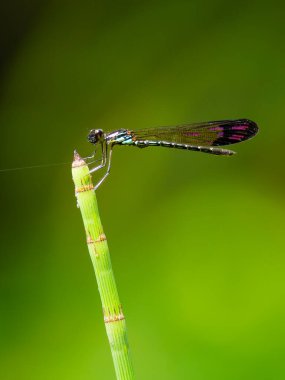 Magenta sırtlı Mücevher Kız Böceği, örümcek ağıyla çimenlerin ucuna tünemiş.