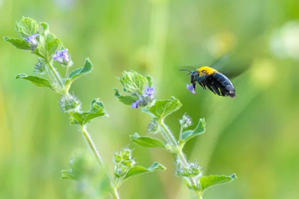 Tropical carpenter bee levitating near black horehound plant and picking up a flower