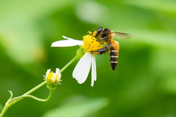 Bal arısı yeşil bitki arka planında Bidens Alba çiçeğinden nektar topluyor.