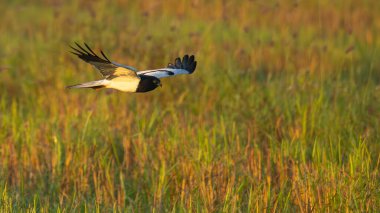 Pied Harrier otlağın üzerinde süzülüyor. Uzağa bakıyor.
