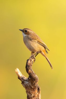Dişi Gri Bushchat, tüneğe tünemiş, uzaktan bakıyor.