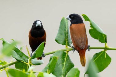 Bir çift Chestnut Munia Azima sarmentosa dalına tünemiş, uzak bir mesafeye bakıyor.