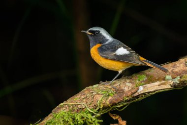 Colorful Daurian Redstart perching on a perch looking into a distance clipart