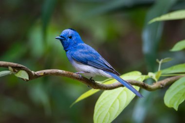 Renkli mavimsi mele siyah peçeteli hükümdar bir tüneğe tüneyerek uzaklığa bakıyor.