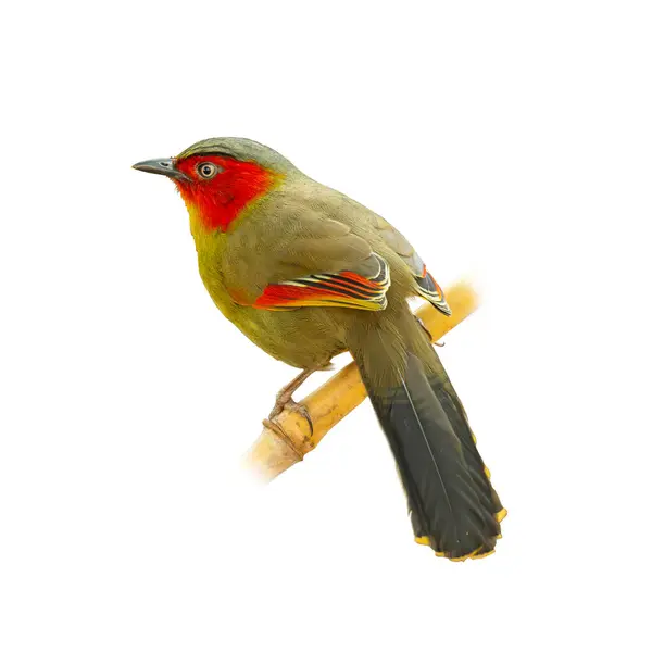 stock image Scarlet-faced Liocichla perching on a perch looking into a distance isolated on white background