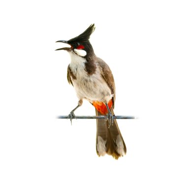 Tüneğe tünemiş kırmızı bıyıklı Bulbul, beyaz arka planda izole edilmiş bir mesafeye bakıyor.