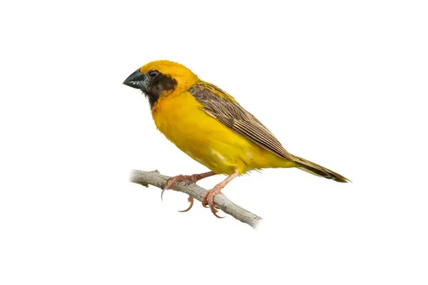 stock image Asian Golden Weaver perching on a perch looking into a distance, isolated on white background