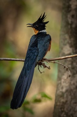 Vahşi Kestane Kanatlı Guguk Kuşu Sakince Woodland Ortamı 'na tünedi