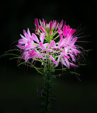 Genişleyen pembe bir örümcek çiçeğinin (Cleome hassleriana) hassas taç yaprakları ve çiğ damlalarıyla yakın plan, dramatik bir kontrastlık için koyu bir arka plan üzerine kuruludur..