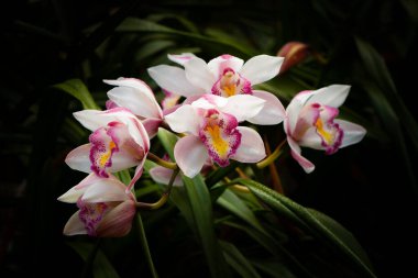 Zarif Cymbidium orkideleri doğal ışıkta çiçek açıyor, canlı mor dudakları ve arka planda gür yeşil yaprakları var..