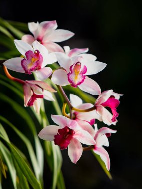 Zarif Cymbidium orkideleri doğal ışıkta çiçek açıyor, canlı mor dudakları ve arka planda gür yeşil yaprakları var..