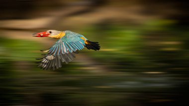 Uçuşun ortasında gagasında taze bir avla yakalanmış çarpıcı bir leylek gagalı Kingfisher. Canlı tüylü mavi kanatları, sarı-turuncu göğsü ve çarpıcı kırmızı billkontları bulanık yeşil arka planda güzel bir şekilde karşılaşıyor..