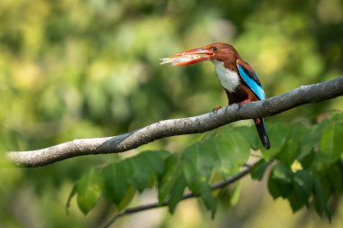 Beyaz boğazlı bir Kingfisher, büyük kırmızı gagasında taze yakalanmış bir balığı tutan bir ağaç dalına güvenle tünemiş.. 