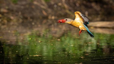 Leylek gagalı bir Kingfisher 'ın gagasında küçük bir balıkla su yüzeyinin üzerinde uçtuğu görülüyor. Canlı tüyleri ve büyük kırmızı gagası doğal güneş ışığıyla güzelce vurgulanırken damlacıklar da avın enerjisini yakalıyorlar.. 