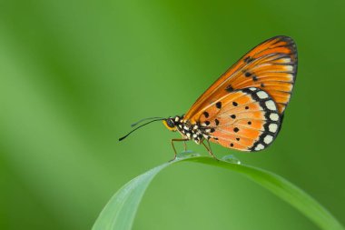 Tawny Coster kelebeği sabah çiğ ile yeşil bir çim bir yaprak üzerinde dinleniyor, yumuşak yeşil bir arka plan üzerine kurulmuş.