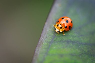 Yeşil bir yaprak kenarı üzerinde sürünen siyah benekli canlı bir turuncu uğur böceğine yakın plan, yumuşak bulanık arkaplan ile keskin makro detay yakaladı.