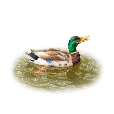 Canlı bir erkek yaban ördeği yeşil suda yüzüyor, ağzı açık, sanki vaklıyor gibi, beyaz arka planda izole edilmiş..