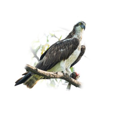 Vahşi bir Osprey bir dala tünemiş, avını pençelerine takmış, keskin bakışları olan, arka planda izole edilmiş, dramatik vahşi yaşam etkisi için bulanık bir şekilde..
