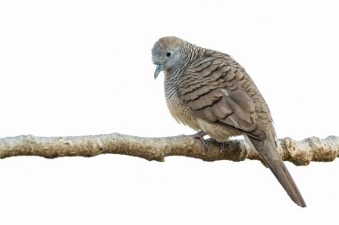 Yumuşak tüy desenli Zebra güvercini, temiz beyaz bir arka planda bir dala tünemiş, sakin ve huzurlu bir şekilde aşağı bakıyor.