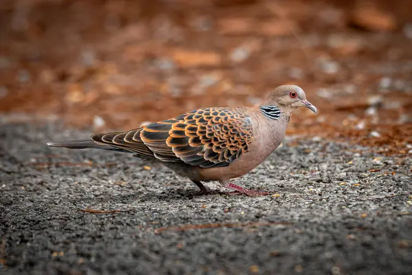 Doğulu Kaplumbağa Güvercin, canlı kahverengi ve siyah desenli tüylerle kaba zeminde yürüyor..