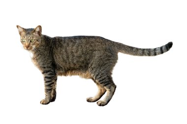 Tekir ceketli, yeşil gözlü, beyaz arka planda izole edilmiş güzel ejder kedisi..