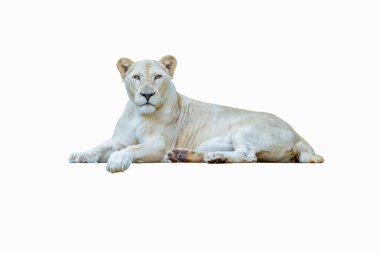 Elegant white lioness lying relaxed with front paws forward, isolated on white background, full body front view.