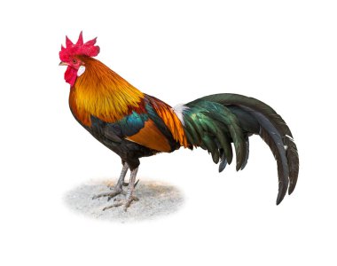 Canlı Bantam horozu kırmızı tarak, turuncu ve yeşil tüyler, uzun kuyruk ve gururlu duruş, kumların üzerinde duruyor, beyaz arka planda izole edilmiş..