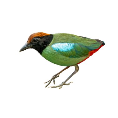 Kapüşonlu Pitta, yeşil gövdeli, kırmızı göbekli, kahverengi kafalı ve siyah yüzlü, beyaz arka planda duran, temiz kenar manzaralı..