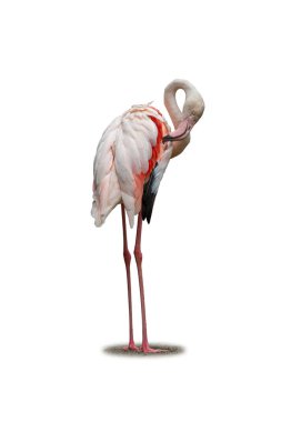 Canlı bir flamingo, zarif kıvrımlı boynunu, yumuşak pembe tüylerini ve temiz beyaz arka planda uzun bacaklarını sergiliyor..