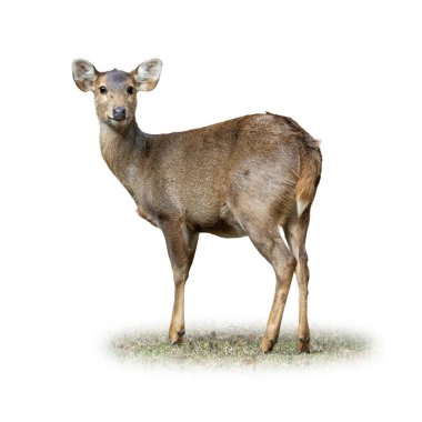 Dişi bir domuz geyiğinin tüm gövdesine bakan ve başını uyarı ifadesiyle çeviren, çimlerin üzerinde duran ve vahşi yaşam ya da doğa temalı içerik için temiz beyaz bir arka planda izole edilmiş bir kadın..