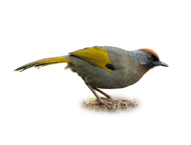 Güzel, gümüş kulaklı Laughingthrush orman zemininde dikiliyor. Kırmızımsı tacı ve zeytin sarısı kanatları temiz beyaz arka planda açıkça görülebilir..