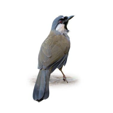 Güzel Kestane kanatlı guguk kuşu parlak siyah armalı, turuncu göğüslü ve kestane kanatlı, sakince bir dala tünemiş ve kuş, vahşi yaşam veya doğa temalı içerik için beyazidealde izole edilmiş..