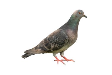 Yan görüntüde bir Kaya Güvercini görüntüsü var. Kuş yumuşak gri tüyler, parıldayan yeşil-mor boyun, turuncu gözler ve beyaz arka planda izole edilmiş kırmızı ayaklar sergiler..