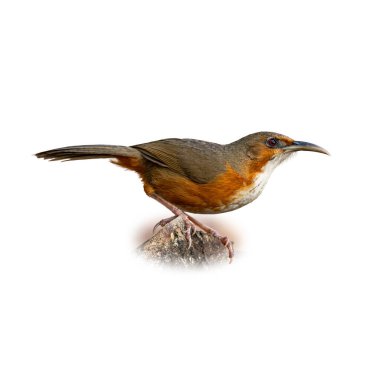 Bir kayanın üzerinde duran paslı yanaklı bir Scimitar Babbler 'ın yakın çekimi. Kuş, zengin kestane yanakları, beyaz bir boğaz, kahverengi tüyler ve temiz bir arkaplan üzerine kurulu uzun eğimli bir gagaya sahiptir..