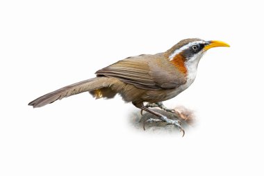 Güzel Kestane kanatlı guguk kuşu parlak siyah armalı, turuncu göğüslü ve kestane kanatlı, sakince bir dala tünemiş ve kuş, vahşi yaşam veya doğa temalı içerik için beyazidealde izole edilmiş..