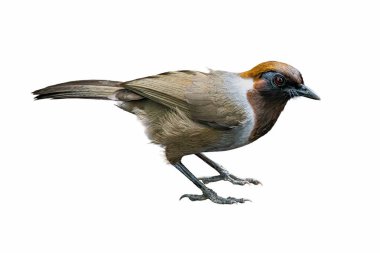 Güzel Kestane kanatlı guguk kuşu parlak siyah armalı, turuncu göğüslü ve kestane kanatlı, sakince bir dala tünemiş ve kuş, vahşi yaşam veya doğa temalı içerik için beyazidealde izole edilmiş..