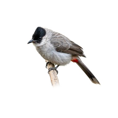 Bu Sooty-head Bulbul ince bir dalın üzerinde duruyor. Yumuşak gri gövdesi, siyah arması ve kuyruğunun altında kırmızı bir leke var. Beyazlar üzerinde mükemmel bir izolasyon, doğa ve vahşi yaşam için ideal..