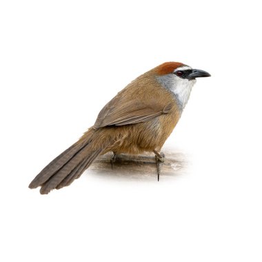 Tahta bir yüzeye tünemiş kestane kaplı bir Babbler. Kuşun zengin kahverengi vücudu, kırmızımsı tacı ve parlak kırmızı gözleri beyaz bir arka plana açıkça yansıyor..