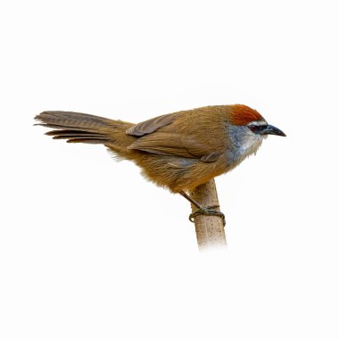 Dikey bir çubukta dinlenen kestane kaplamalı bir Babbler 'ın detaylı bir yakın çekimi. Kırmızımsı kahverengi tacı ve kırmızı gözleri kabarık vücudu ve temiz beyaz arkaplanı ile tezat oluşturuyor..