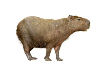 Dünyanın en büyük kemirgeni olan capybara 'nın tüm gövdesi kısa bacakları ve kabarık kahverengi kürkünü net bir şekilde beyaz arka planda net bir şekilde gösteriyor.