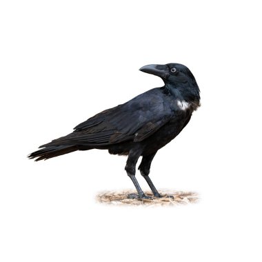 Parlak siyah tüyleri ve delici solgun gözleri olan Torresian Kargası 'nın yakın plan görüntüsü yerde doğal bir duruş sergilemiştir. Vahşi yaşam ve doğa temalı fotoğraf koleksiyonları için ideal..