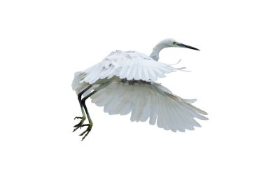 Uçuşun ortasında çekilen küçük bir balıkçıl zarif beyaz tüylerini ve uzanan kanatlarını göstererek bu sulak bölgenin güzelliğini ve çevikliğini vurguluyor.