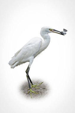 İnce bacakları ve sarı gözleri olan beyaz bir balıkçıl, bir balığı tutarken yakalanır, sulak alan kuş hayatının güzelliğini gösterir.