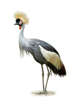 Güzel gri taçlı turna, altın taç tüylerini, ince bacaklarını ve zarif duruşunu sergiliyor. Vahşi yaşam ve doğa konsepti için beyaz bir arka planda izole edilmiş.