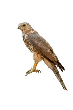 Shikra 'nın parlak sarı gözlerini ve güçlü pençelerini gösteren yakın çekimi, temiz beyaz bir arkaplanda detaylı bir şekilde çekildi.