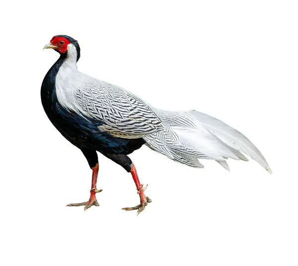 Bir Gümüş Sülün, parlak kırmızı yüz derisini, detaylı siyah-beyaz tüylerini ve uzun beyaz kuyruğunu sergileyerek doğal bir duruşla ayakta durur.