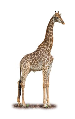 Bir zürafanın tüm vücut portresi doğal zemin üzerinde dururken boyunu ve eşsiz kahverengi yamalarını sergiliyor.