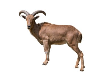 Görkemli bir Berberi Koyununun tüm vücut yapısı, kıvrımlı boynuzları ve kumlu kahverengi paltosu. Vahşi yaşam ve doğayla ilgili kavramlar için mükemmel..