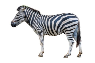 Profil görünümünde çarpıcı bir Zebra simgesel siyah ve beyaz çizgili desenini gösterir, beyaz arka plana karşı uyanık ve güçlüdür.